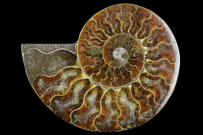 Agatized Ammonite Fossil (Half) - Madagascar #125066